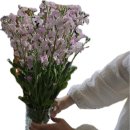 파랑새 | [내돈내산/쌍문]부모님 첫인사 꽃선물 후기 | 쌍문 파랑새야 꽃집 후기