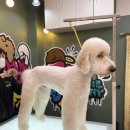 도그핏애견샵 이미지