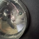 반창꼬동물병원 이미지