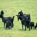 남창가축병원 이미지