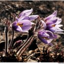 동강의 향기 이미지