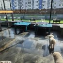 루프앤독 이미지