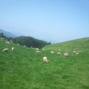 푸른초원 이미지