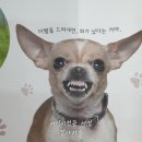 멍멍개야 이미지