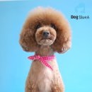 도그스케치 이미지