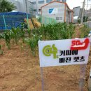 커피에 빠진 캣츠 이미지