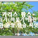 카리스팜스