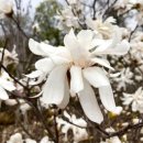 백목련 | 백목련 로얄스타 별목련나무 5치화분묘, 집안을 환하게 밝혀줄 최고의 선택!