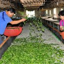 김영칠농장 이미지