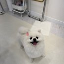 솜사탕 애견미용실 이미지