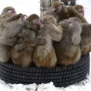 뭉쳐야산다 이미지