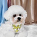 도꾸애견 이미지