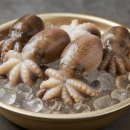 서해안마트 | 서해안 알배기 쭈꾸미 제철 추천｜국내산 활 쭈꾸미 특가 리뷰