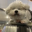 트리트멍트 이미지