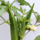 더오크라 이미지