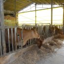 지당목장 이미지