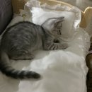 오냥오냥 고양이호텔 이미지