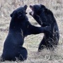 흑곰 이미지