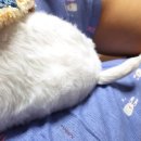 달렉스 이미지