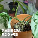 몬스테라 알보 신엽 후기, 육아 중 찾은 작은 힐링♡