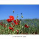 배곧생명공원 이미지