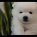 미스터 멍 애견샵 이미지