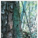 덩쿨농장 이미지