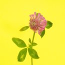 진홍목장 이미지