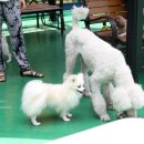 보니더펫 이미지