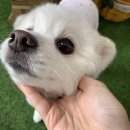 뚜드림 다사점 이미지