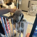 힙독 애견카페 이미지