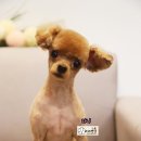 라니네 애견샵 이미지