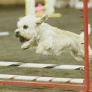 댄디애견 이미지