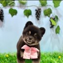 착한애견미용 이미지