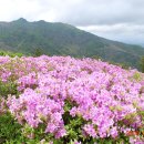 전남 장흥 제암산, 사자산, 곰재산 , 보성 대한다원 철쭉 산행. 이미지