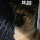 동물보육원 대전서구갈마지부 이미지