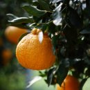 경천농원 이미지