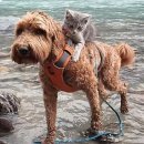 강아지와고양이 티스토리