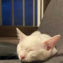 CH동물병원 이미지