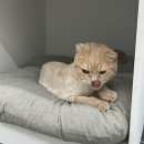 앙꼬네 미용실 | [미용 후기] 형제냥 앙꼬랑 치즈가 전체미용 받으러...방문했어요.(신림고양이미용실,독산고양이미용실)