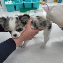 동탄24시동물의료센터 이미지