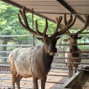 믿음사슴농장 이미지