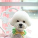 몽실 애견미용 이미지