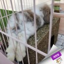 패러그린샵 - 강서구 명지국제8로 287 | 패러그린샵