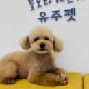 유주펫 이미지