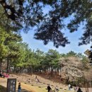 장무공원 화장실 | 아이랑 울산 숨은 벚꽃 명소 장무공원(mbc공원) 벚꽃길, 동백꽃 개화상태 / 장무공원 주차