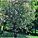 양평벚꽃하우스 이미지