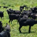 산지흑염소 이미지