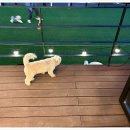 루이비독 이미지