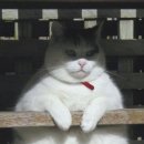 뚱보 고양이 이미지